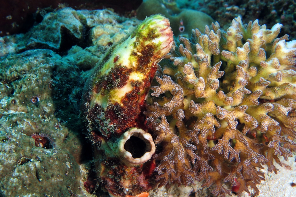 Polycarpa cryptocarpa ?, Seriatopora caliendrum