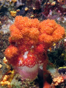 Dendronephthya sp.