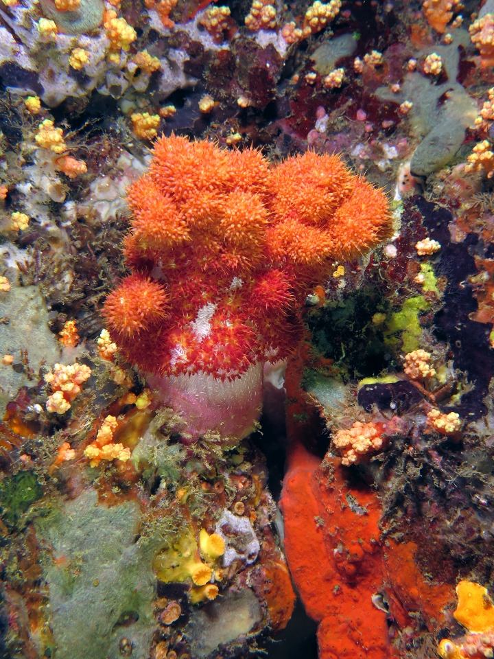 Dendronephthya sp.