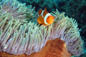 Amphiprion ocellaris, Heteractis magnifica