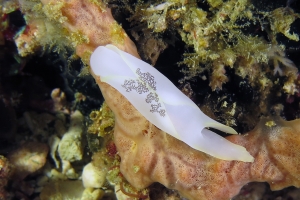 Chelidonura amoena