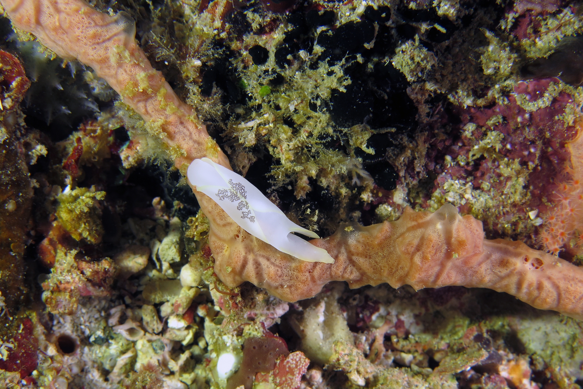 Chelidonura amoena
