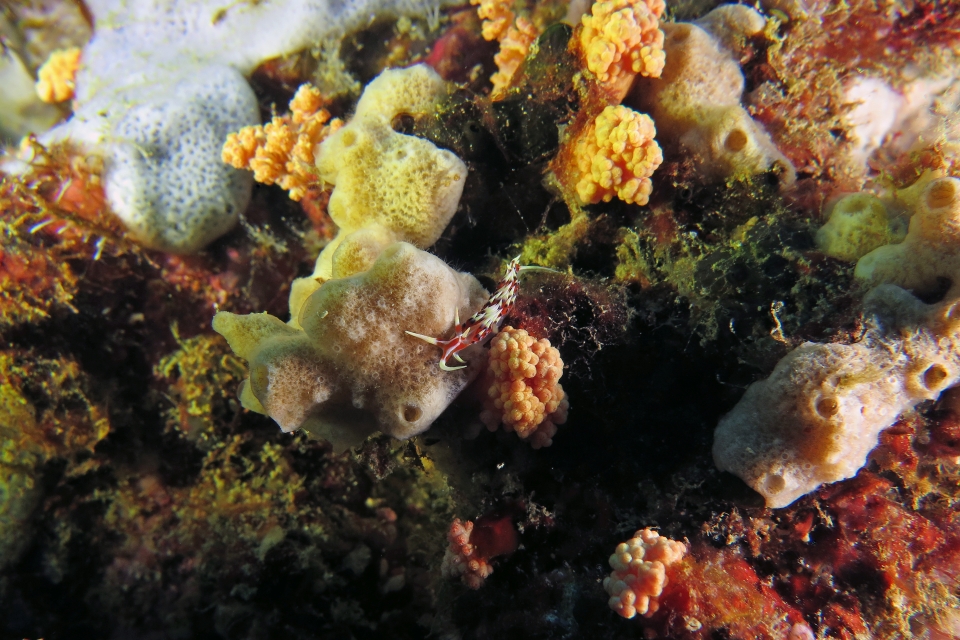 Caloria indica