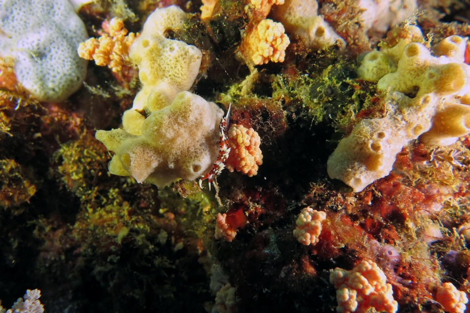 Caloria indica