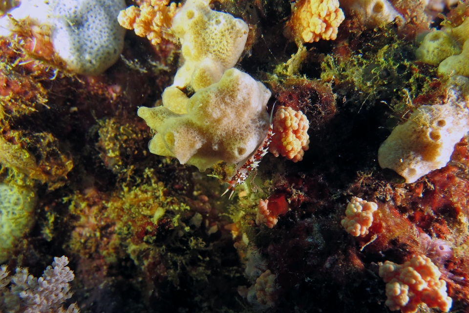 Caloria indica