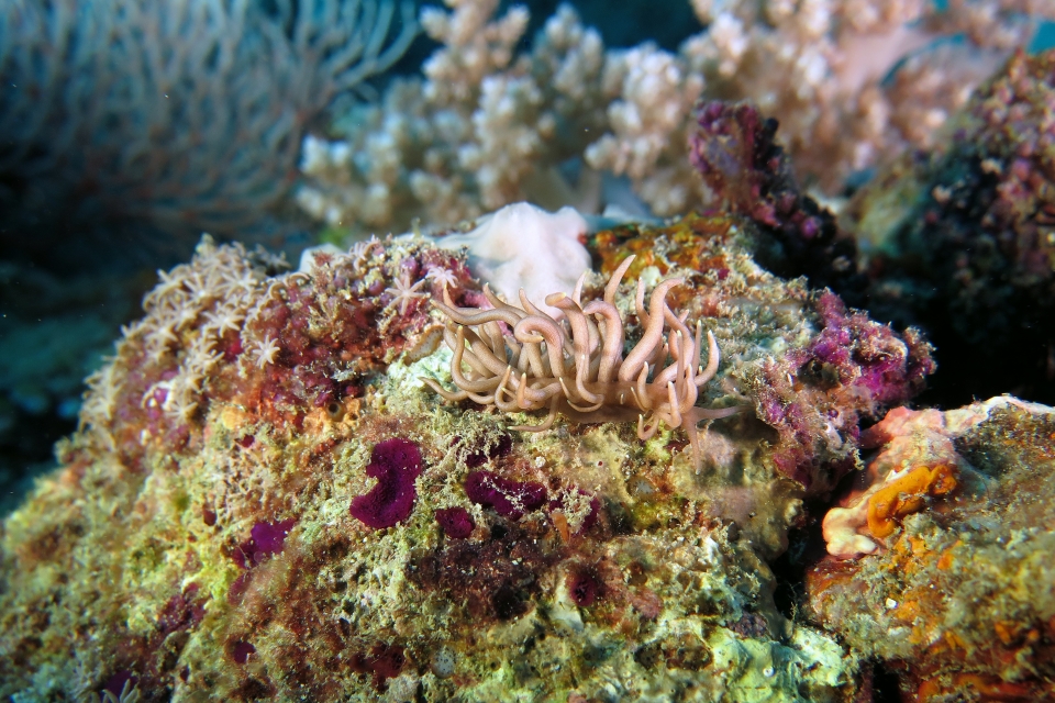 Phyllodesmium briareum