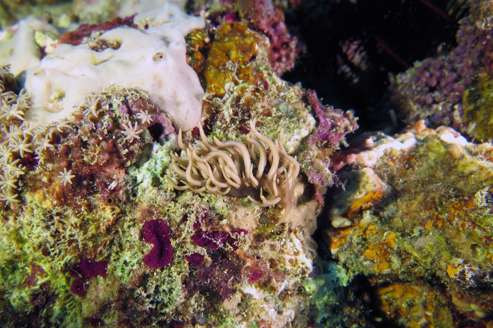 Phyllodesmium briareum