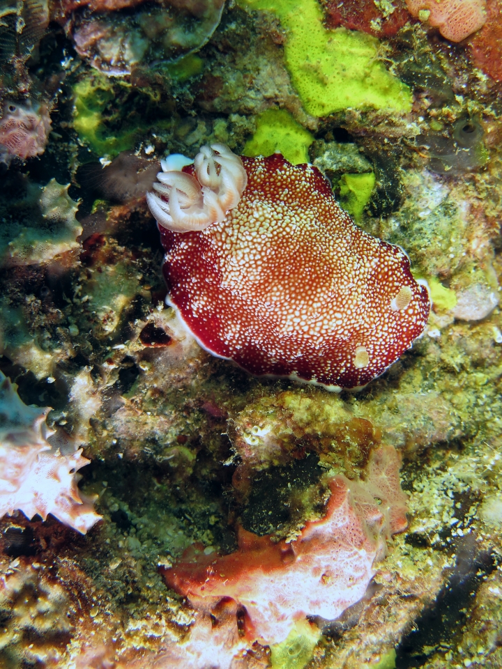 Chromodoris reticulata