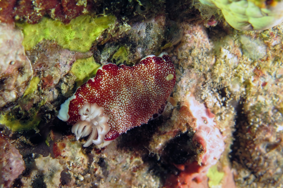Chromodoris reticulata