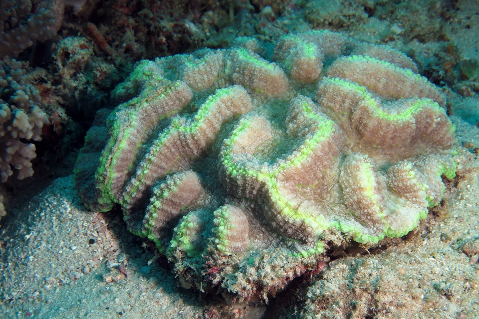 Lobophyllia agaricia