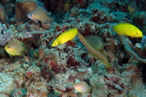 Chromis caudalis, Chromis lepidolepis, Pomacentrus amboinensis, Halichoeres chrysus, Plagiotremus rhinorhynchos