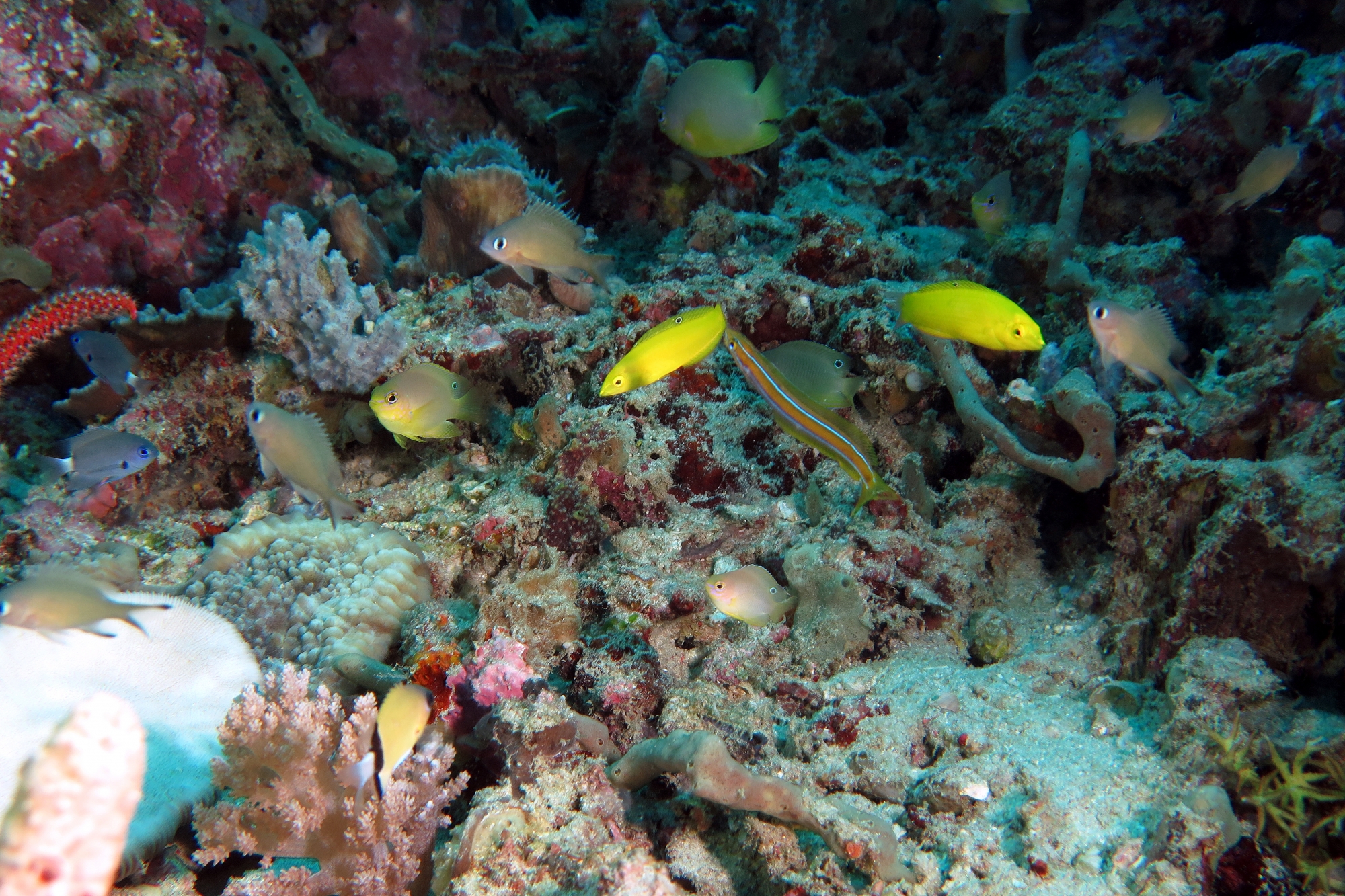 Chromis caudalis, Chromis lepidolepis, Pomacentrus amboinensis, Halichoeres chrysus, Plagiotremus rhinorhynchos