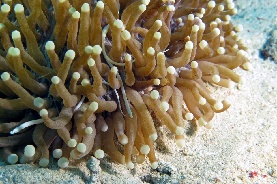 Siokunichthys nigrolineatus, Heliofungia actiniformis