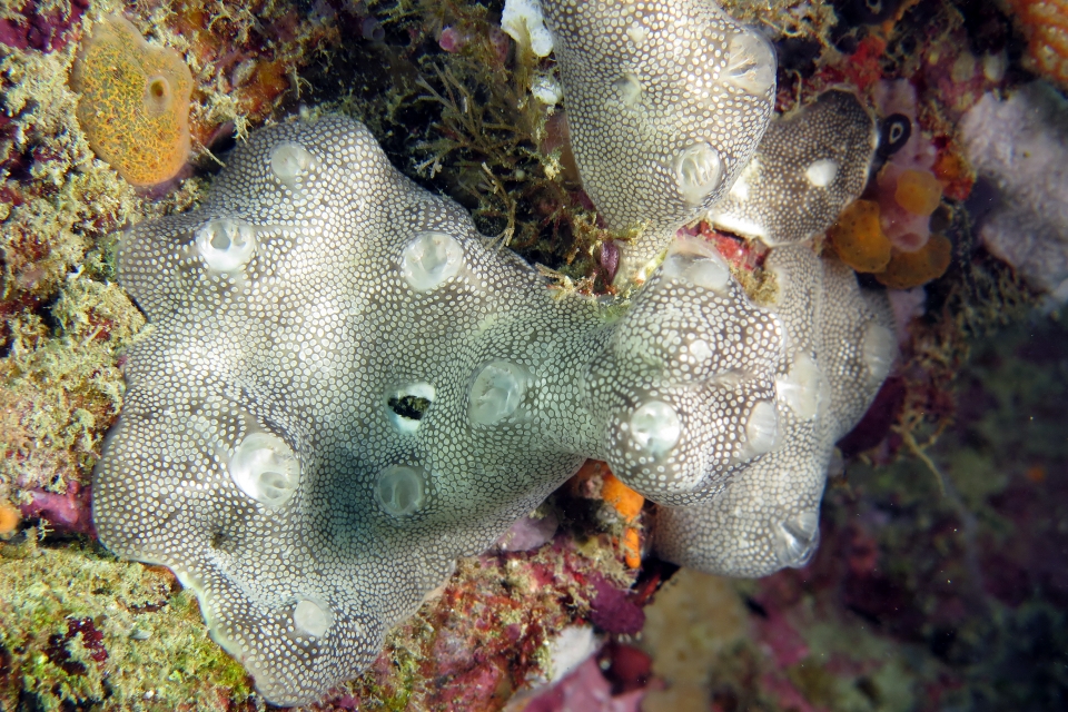 Leptoclinides reticulatus