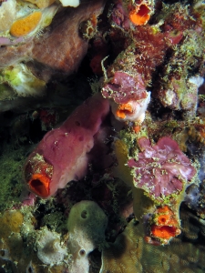 Ascidie, diverses éponges, algue rouge, Corail