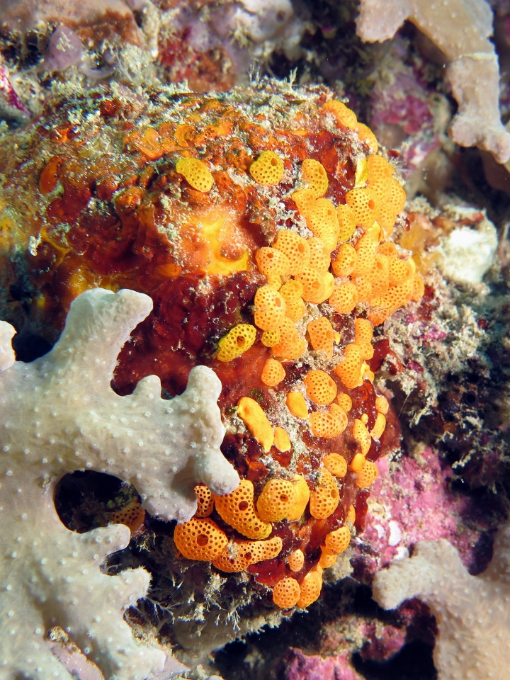 Didemnum sp