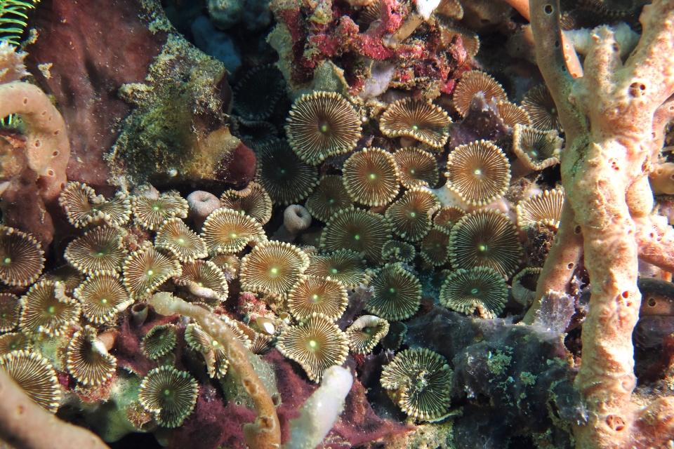 Palythoa sp voir Palythoa mutuki
