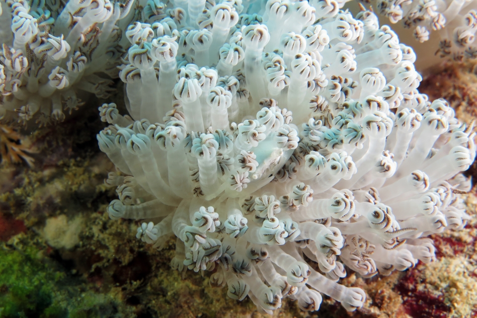 Porcellanella triloba, Xenia sp.