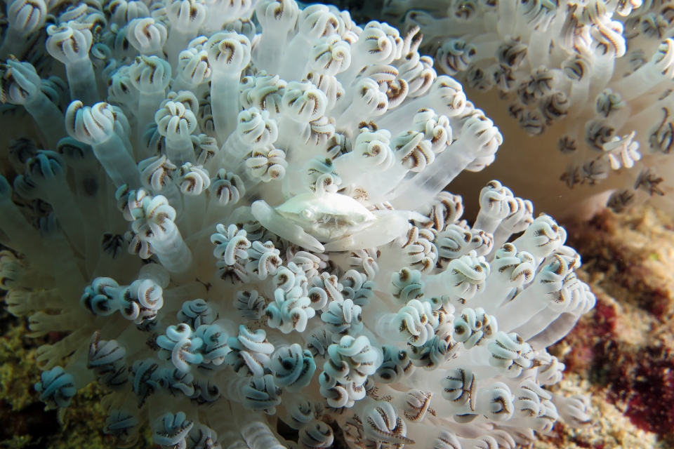 Porcellanella triloba, Xenia sp.