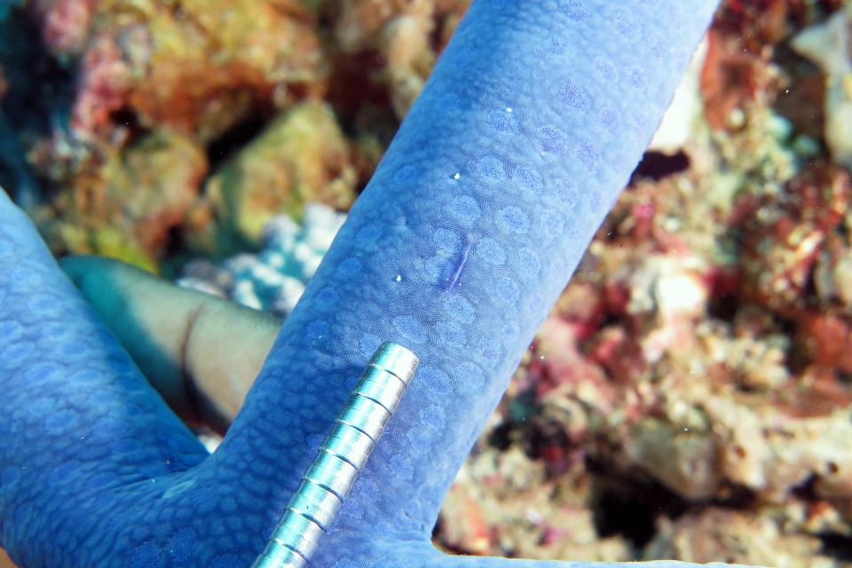 Zenopontonia soror, Linckia laevigata