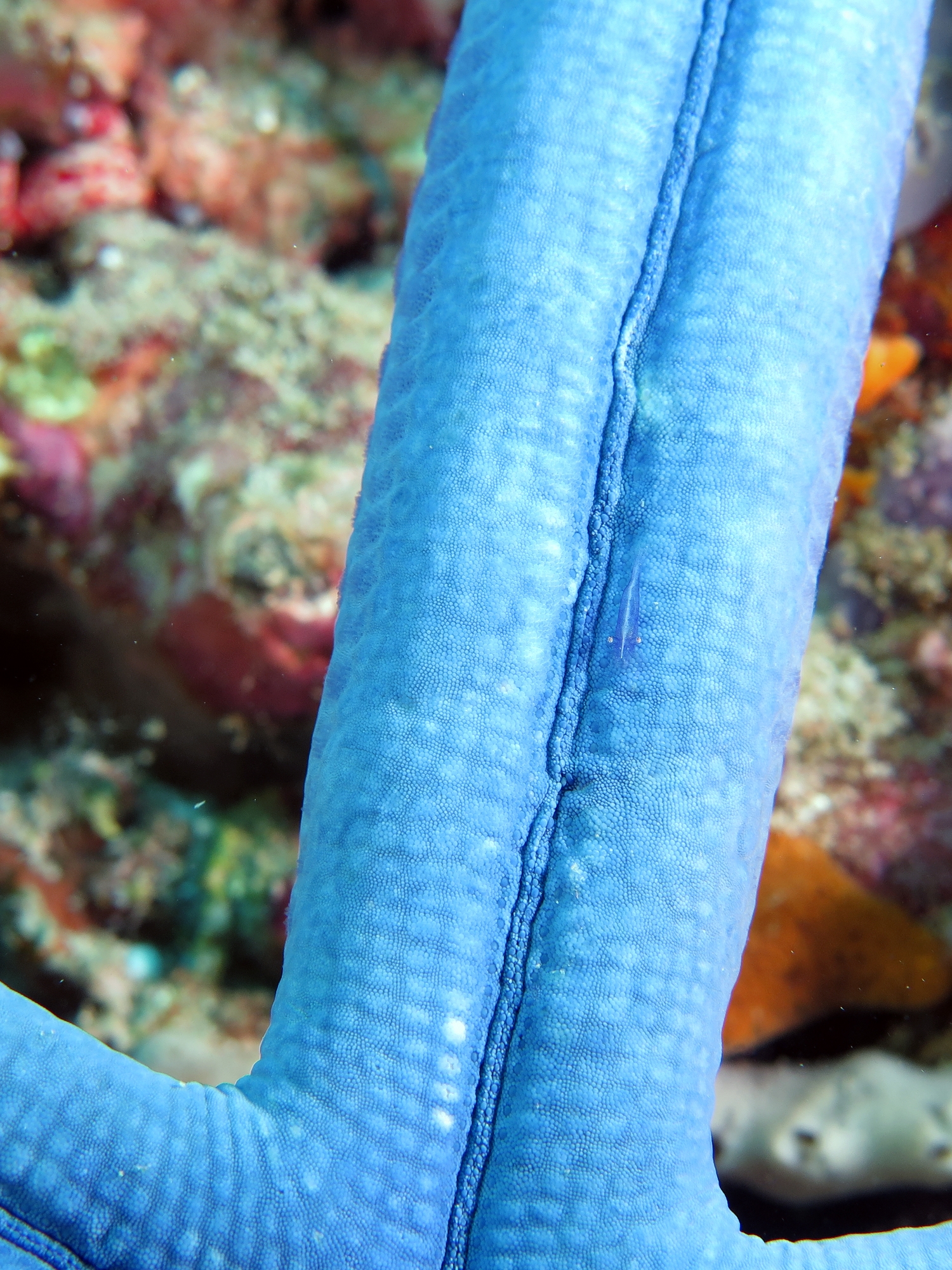 Zenopontonia soror, Linckia laevigata