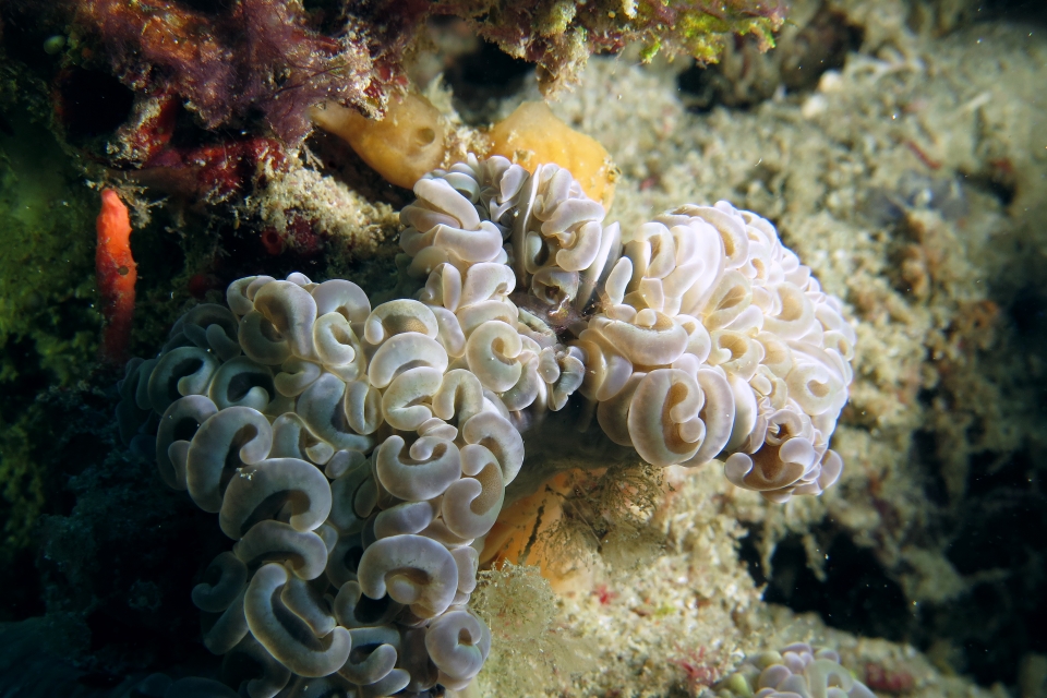 Euphyllia ancora, Palaemonella euphyllius