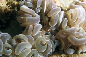 Euphyllia ancora, Palaemonella euphyllius