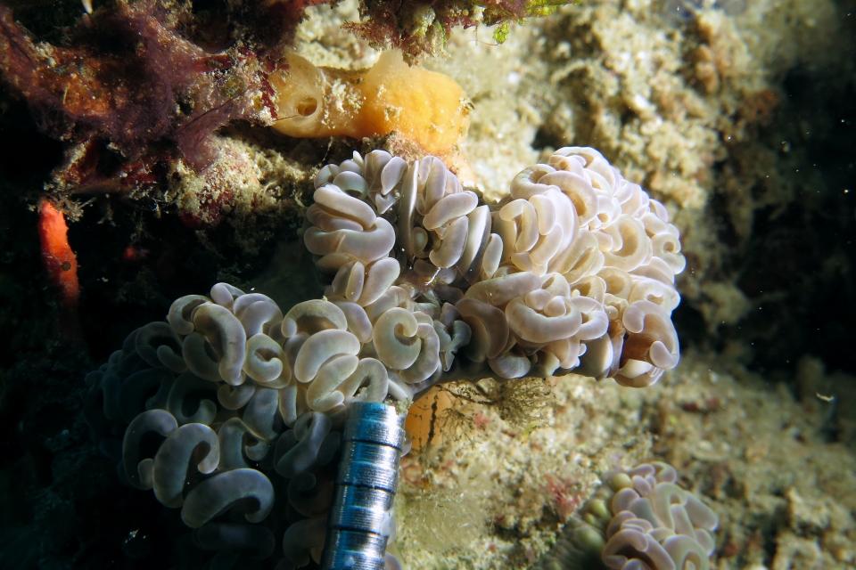 Euphyllia ancora, Palaemonella euphyllius