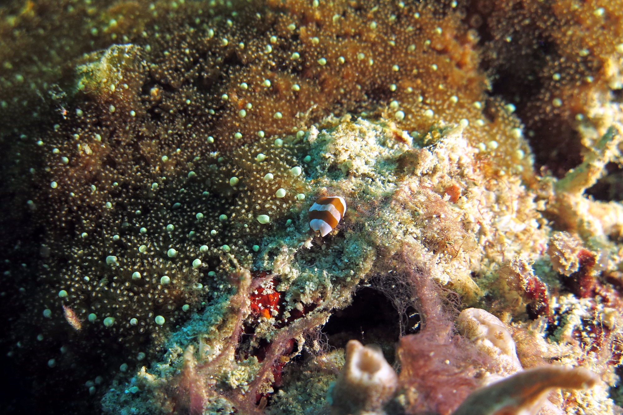 Amphiscolops sp., Corail ?