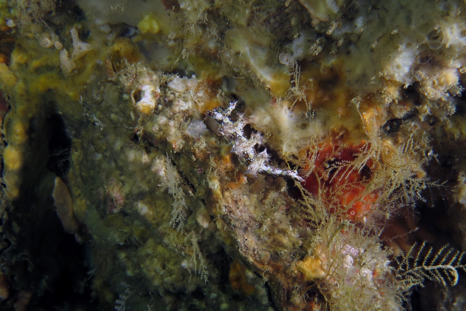 Bornella anguilla