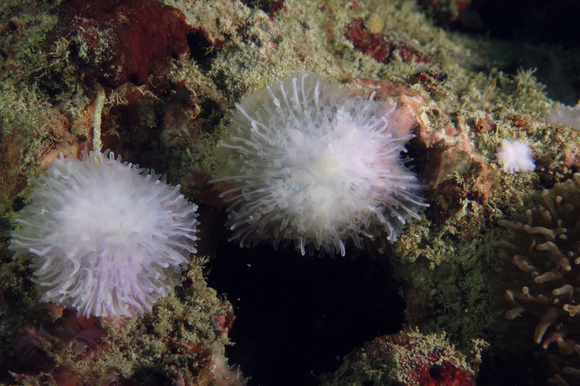 Cassiopea sp