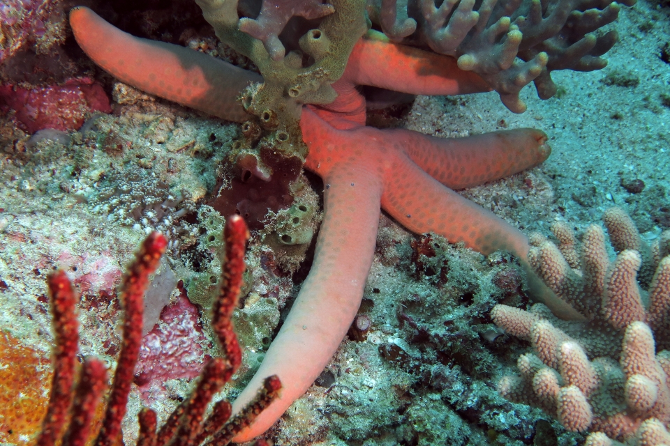 Linckia guildingi