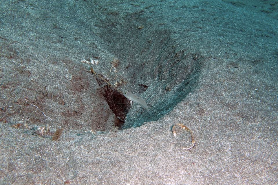 Valenciennea sexguttata