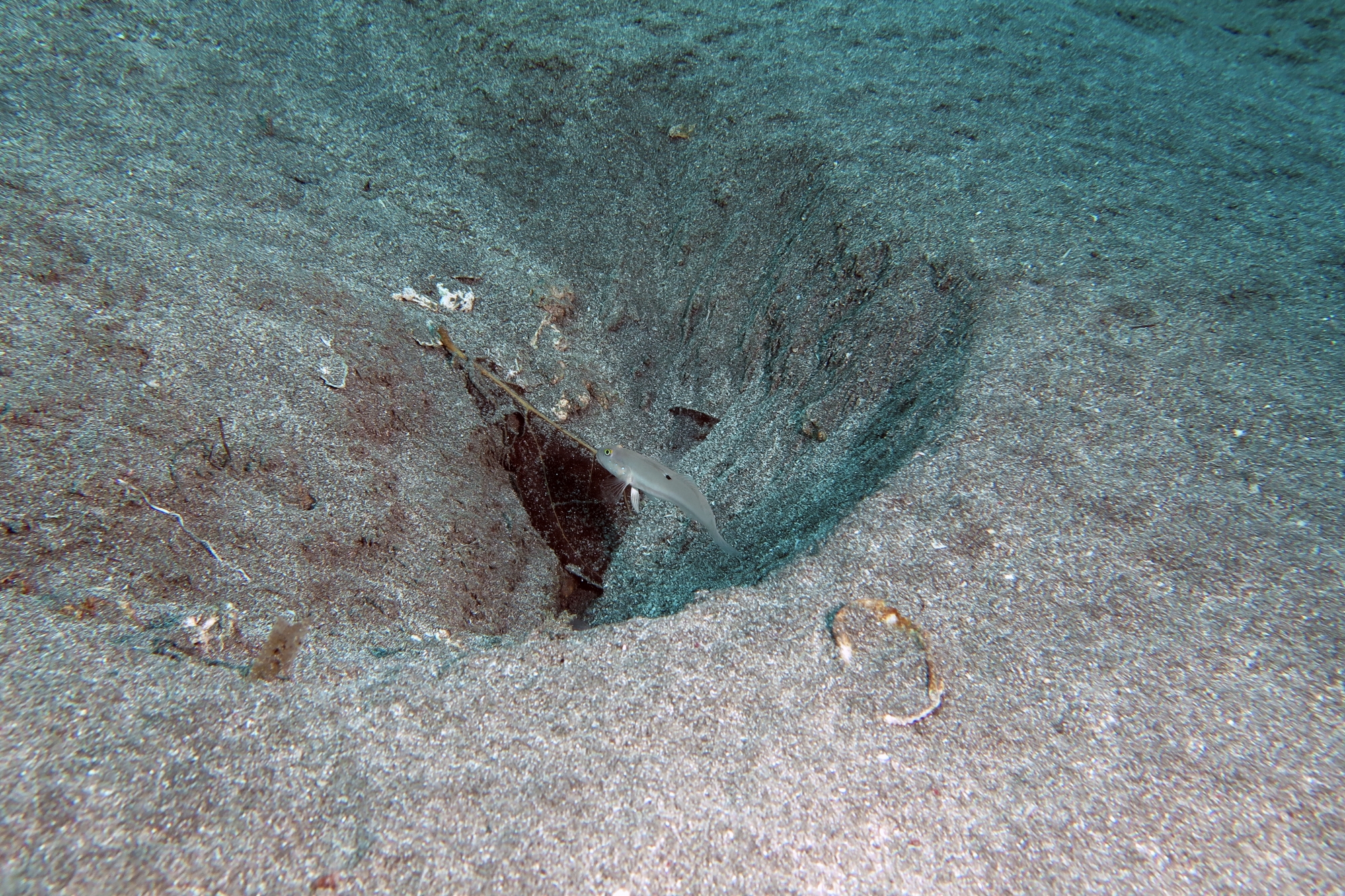 Valenciennea sexguttata
