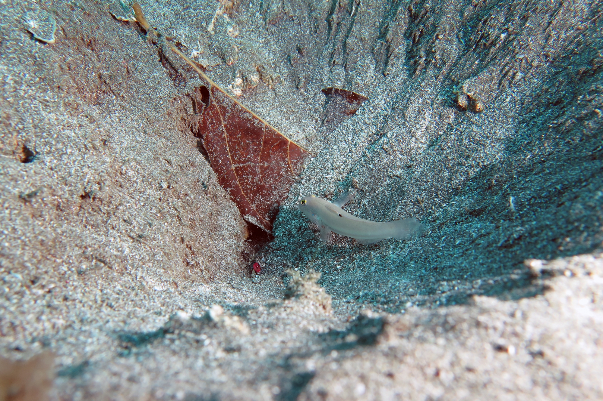 Valenciennea sexguttata