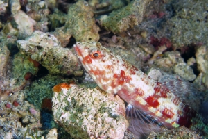 Synodus variegatus
