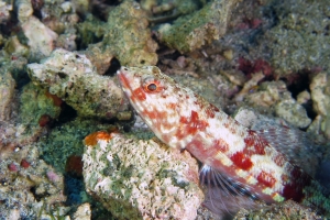 Synodus variegatus