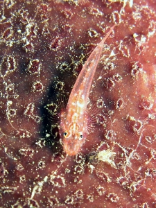 Phyllogobius platycephalops, Eponge