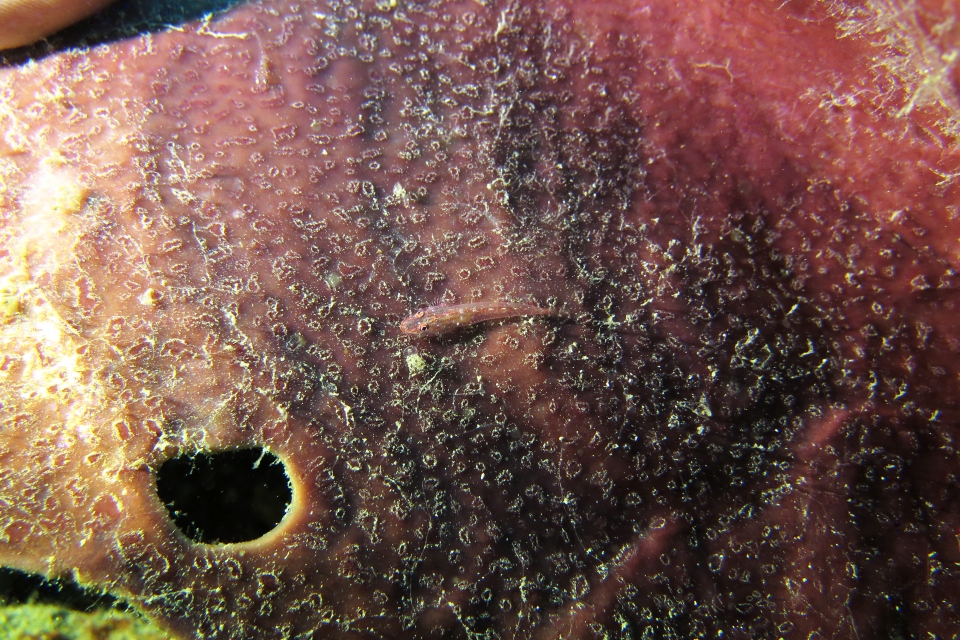 Phyllogobius platycephalops, Eponge