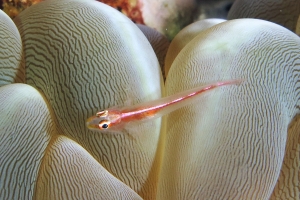 Pleurosicya micheli, Plerogyra sinuosa