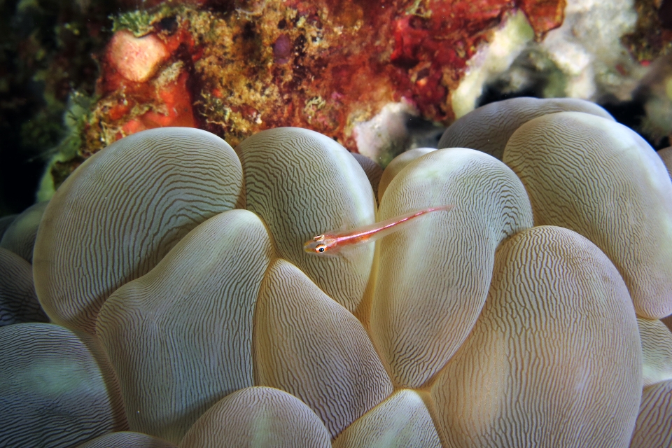 Pleurosicya micheli, Plerogyra sinuosa