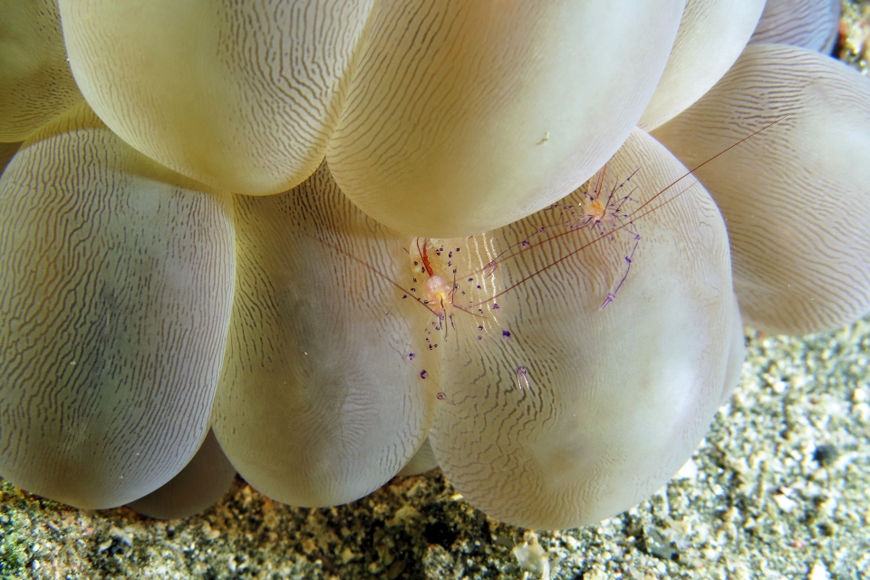 Vir colemani, Vir philippinensis, Plerogyra sinuosa