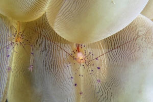 Vir colemani, Vir philippinensis, Plerogyra sinuosa