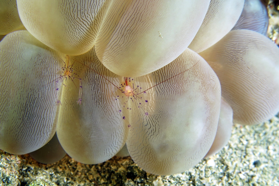 Vir colemani, Vir philippinensis, Plerogyra sinuosa