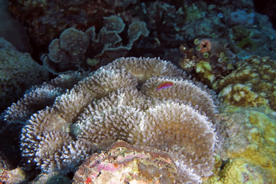 Lobophyllia flabelliformis, Cirrhilabrus sp peut-être Cirrhilabrus tonozukai