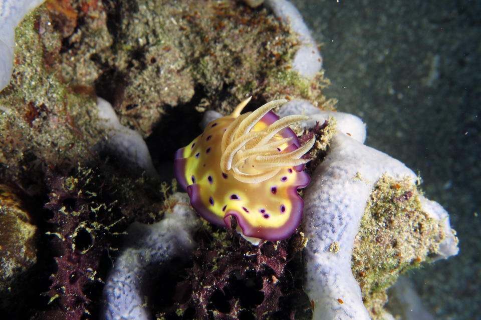 Goniobranchius kuniei
