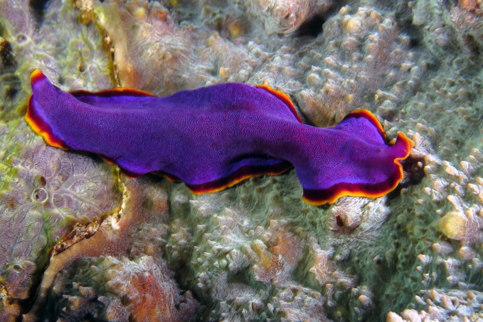 Pseudobiceros ferrugineus