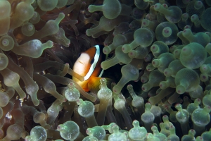 Amphiprion clarkii, Entacmaea quadricolor