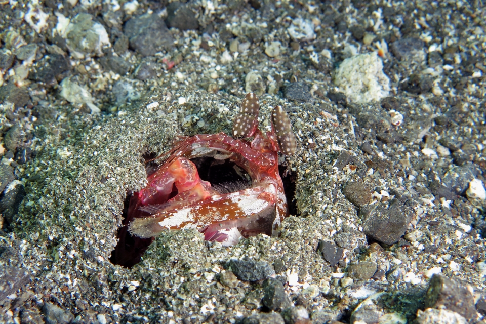 Lysiosquilla lisa