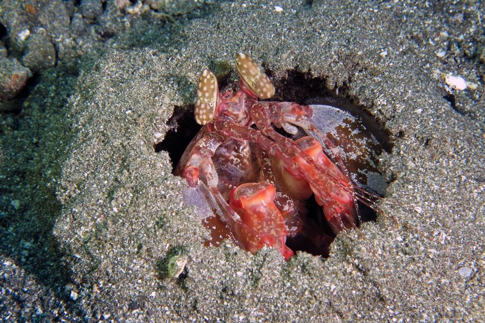 Lysiosquilla lisa